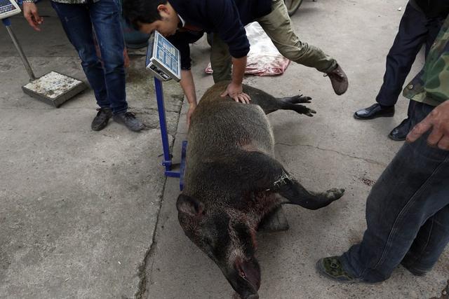 猎犬围捕野猪致村民身亡谁担责,村民被猎犬围捕野猪致死责任谁负