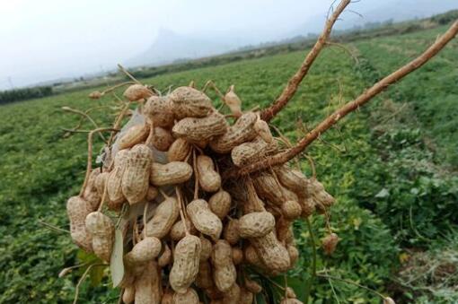 河南花生价格最新行情,河南最新花生市场价格