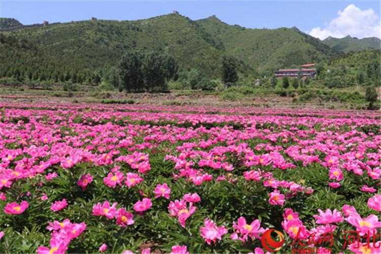 东平县,东平县，昔日沃土焕新颜。