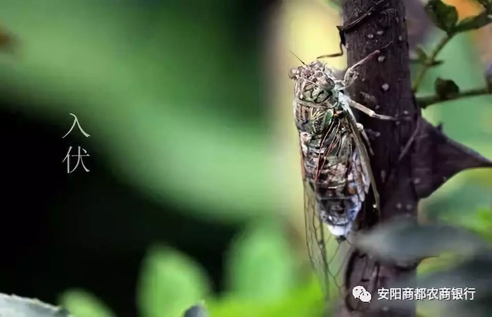 三伏天,酷暑来袭的“三伏天”