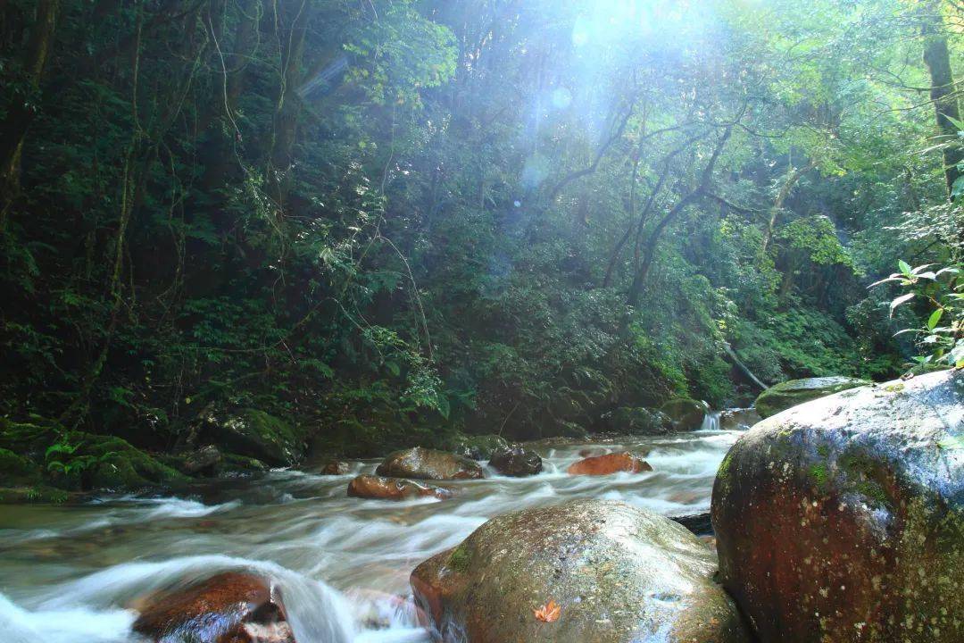 哀牢山,哀牢山，滇南瑰宝。