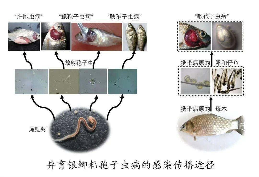 最新孢子虫特效药,突破性治疗新药，有效针对最新孢子虫感染。