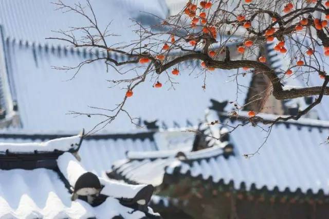 一下雪中式意境更浓了,雪落时光添雅韵