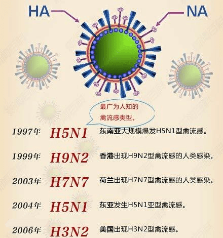 禽流感的最新情况,禽流感疫情最新动态揭晓。