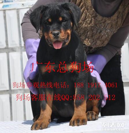 光辉犬舍最新种公,光辉犬舍全新种犬推介