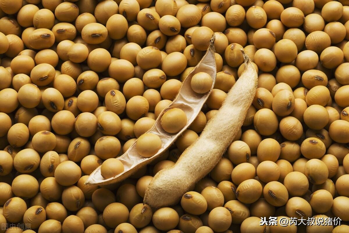 今日东北大豆最新价格,东北大豆今日行情速览