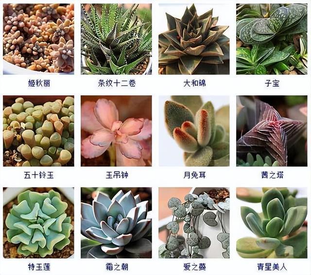 最新多肉植物图鉴大全,全新多肉植物宝典汇编