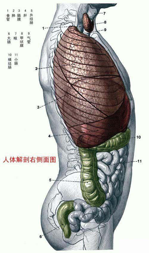 最新人体网,前沿人体资讯网